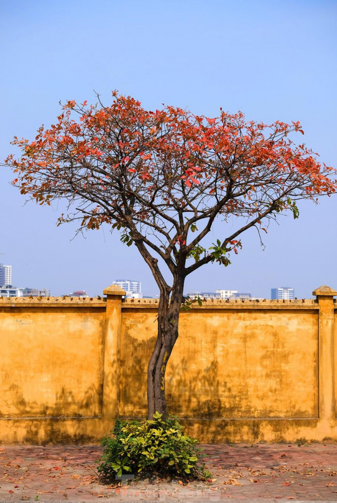 Điều thú vị là ở thời điểm những cây cối khác đang vào giai đoạn mọc chồi non xanh biếc, khoác lên mình một tấm áo mới của sức sống, lộc vừng mới bắt đầu bước vào mùa rụng lá.