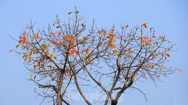 Sự giao thoa của các mùa thể hiện qua những tán cây xen kẽ xanh, vàng. Cuối tháng 2 và tháng 3 được ví như mùa xuân chín, cành đã nảy lộc cành còn nhóm lá vàng tuơi.