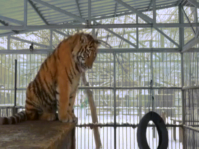 Phi thường - kỳ quặc - Video: Hổ Siberia phát ra âm thanh kỳ lạ, tựa tiếng chim hót