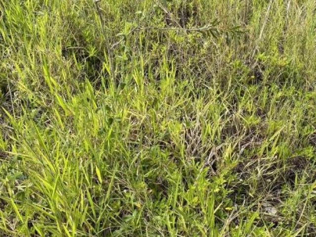 Thế giới - Bức ảnh trăn ẩn nấp tài tình khiến ngưởi xem nhìn mãi không ra