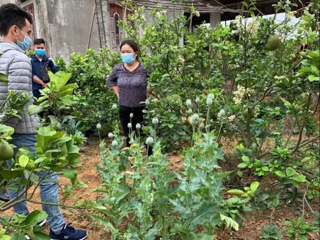 Pháp luật - Trồng hơn 200 cây anh túc để làm... rau nuôi lợn