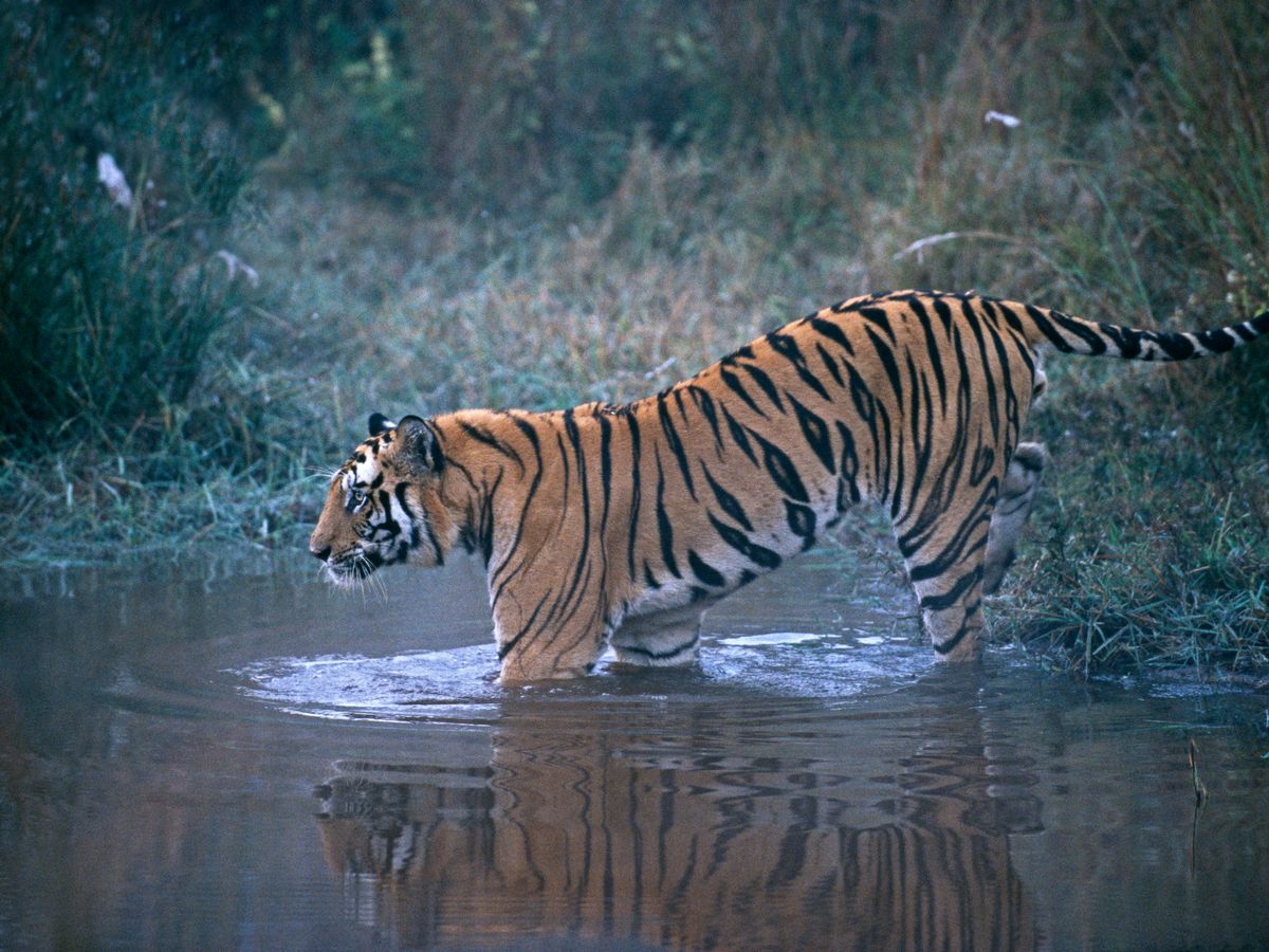 Sunderban – khu rừng ngập mặn lớn nhất thế giới – là nơi sinh trưởng lý tưởng cho hổ ở Ấn Độ (ảnh: Vice)