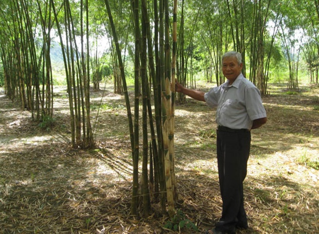 Cây này từ lúc trồng cho đến khi thu hoạch là 3 năm, sau đó thu từng năm một.
