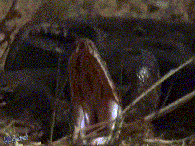 Phi thường - kỳ quặc - Video: "To gan" tấn công trăn đá châu Phi, sư tử "nhí" nhận cái kết bẽ bàng