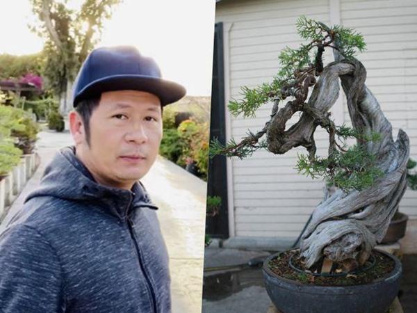Bằng Kiều cắt tỉa và tạo dáng vườn cây cảnh bonsai đồ sộ ở Mỹ. Ảnh: Vietnamnet.