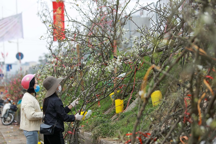 Sau Tết nguyên đán, hoa lê rừng đổ bộ thị trường và là loại hoa được nhiều người Hà Nội ưa thích.
