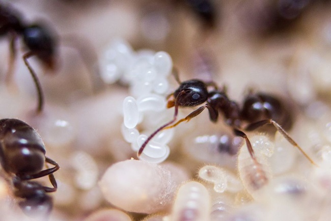 Một tổ kiến có thể cho thu hoạch trong 20 năm nếu như biết phương pháp đúng và chỉ lấy khoảng 70% trứng và nhộng mỗi lần.
