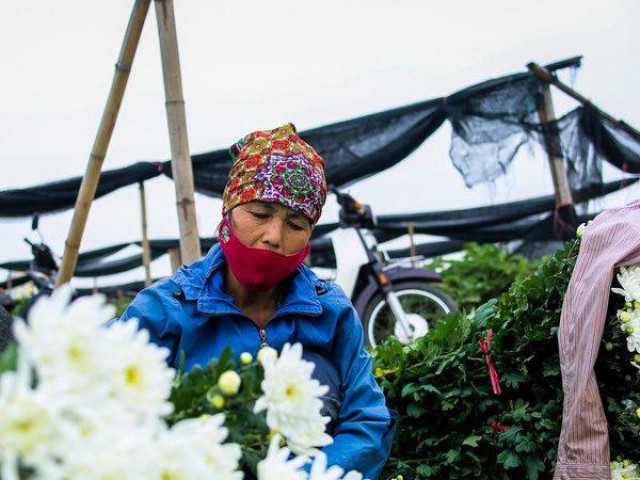 Thị trường - Tiêu dùng - Nông dân ngậm ngùi cắt bỏ hoa do dịch Covid-19