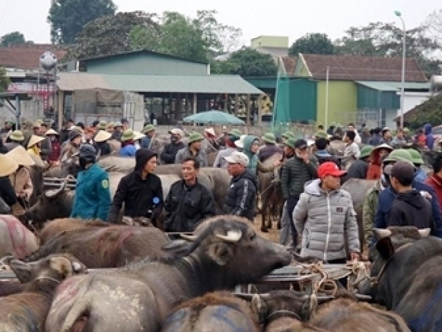 Tin tức trong ngày - Chuyện lạ ở chợ trâu bò lớn nhất Việt Nam