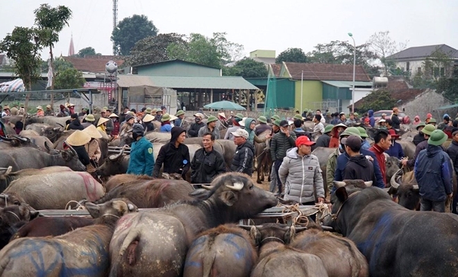 Một góc chợ trâu bò lớn nhất nhì Đông Nam Á tại xã Đại Sơn, huyện Đô Lương, tỉnh Nghệ An