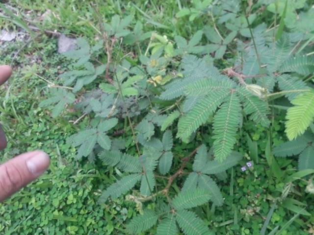 Thị trường - Tiêu dùng - Thứ mọc hoang đầy bờ rào ở Việt Nam, chạm vào có điều kỳ lạ, bán trăm ngàn/kg