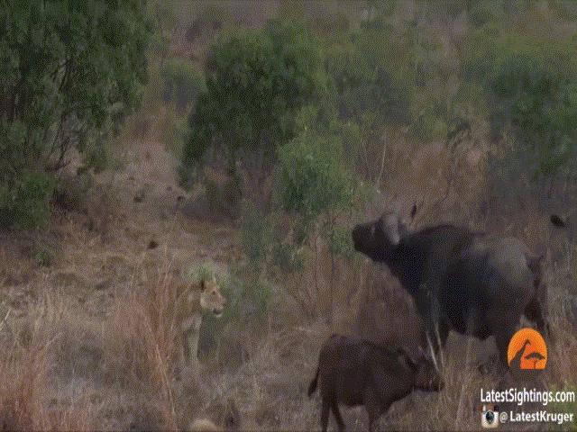 Phi thường - kỳ quặc - Video: Trâu mẹ "bất lực" khi chiến đấu với đàn sư tử hung dữ