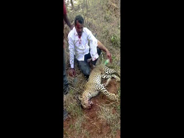 Thế giới - Ấn Độ: Người đàn ông tay không giết chết báo hoa mai để bảo vệ gia đình