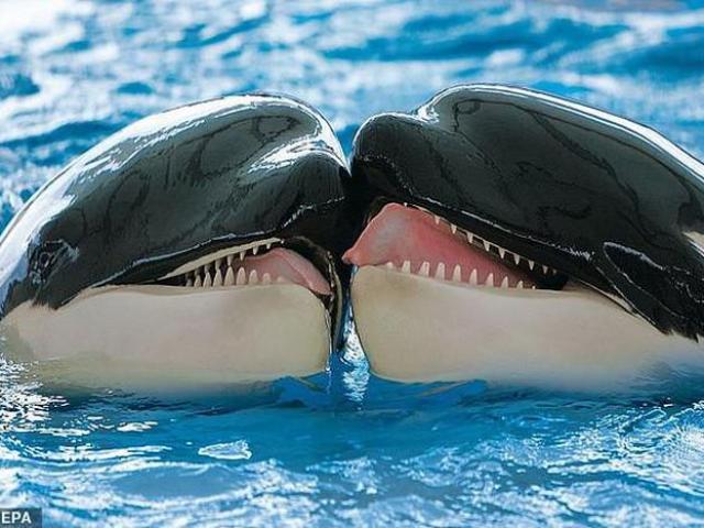 Media - Khoảnh khắc "khóa môi" đầy thú vị của hai chú cá voi sát thủ