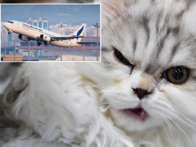 Phi thường - kỳ quặc - Máy bay hạ cánh khẩn cấp vì phi công bị “vị khách không mời” tấn công