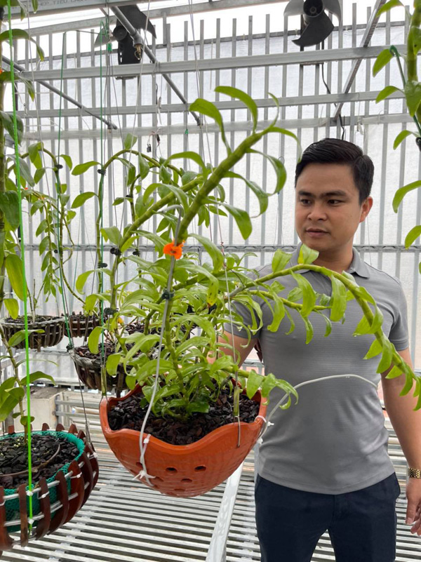 Ông chủ vườn lan Alex Nguyễn hé mở cách chơi và chăm sóc lan - 2