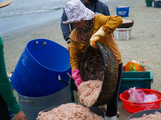 Thị trường - Tiêu dùng - Ngư dân Đà Nẵng ra biển xúc ruốc kiếm tiền triệu mỗi ngày