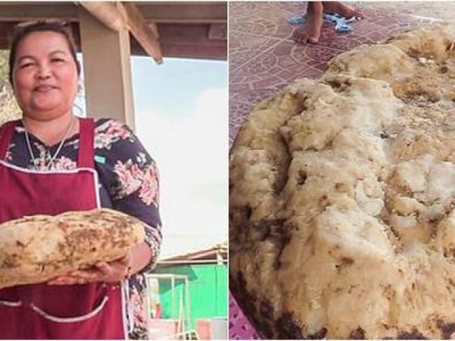 Thị trường - Tiêu dùng - Nhặt khối đá hôi "hệt mùi cá chết", người phụ nữ không ngờ là báu vật đại dương, bỗng thành tỷ phú