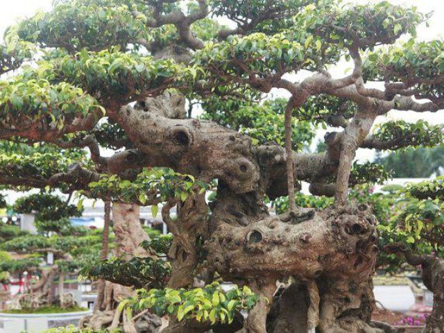 Thị trường - Tiêu dùng - Cận cảnh dàn sanh cổ thế lạ, giá "khủng" của anh nông dân Thái Bình