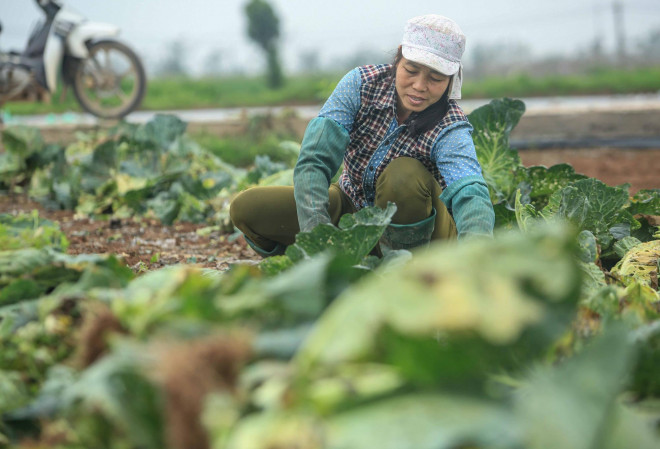 Bà Phan Thị Dịch đang nhổ bỏ những gốc bắp cải đã hư