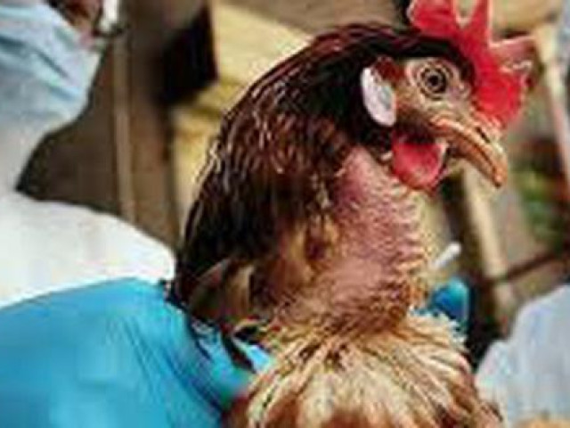 Sức khỏe đời sống - Cần làm gì để tránh virus A/H5N8 độc lực cao lây sang người?