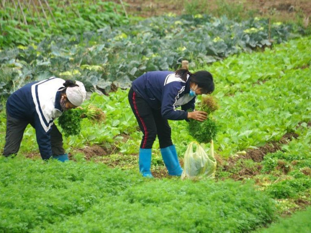 Thị trường - Tiêu dùng - Cà chua chín rụng đỏ gốc, dân chẳng buồn thu hoạch