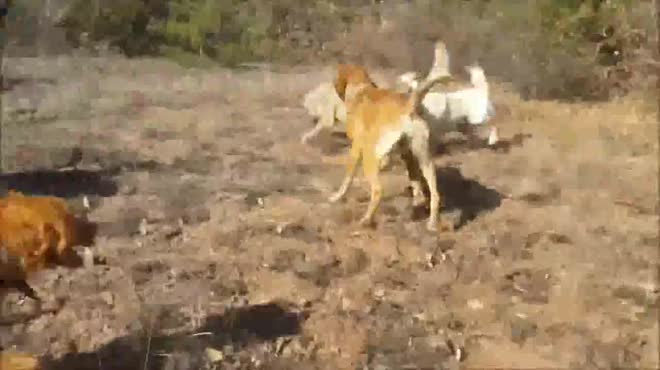 Video: 3 chó săn hung dữ thay nhau cắn xé sói, cái kết gây rùng mình