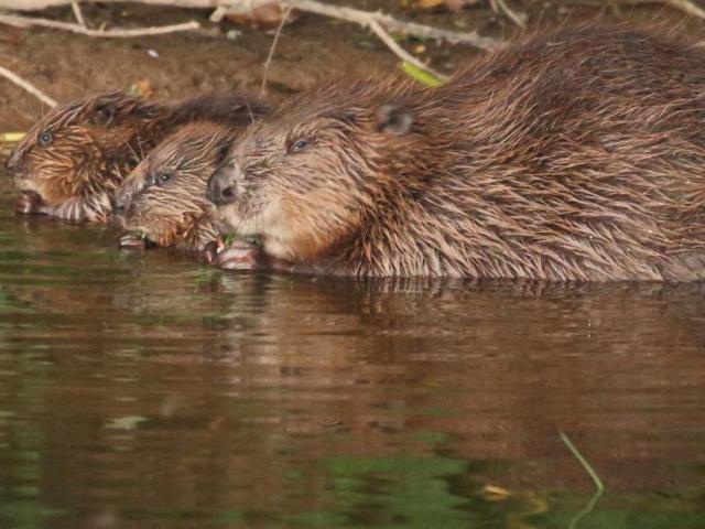 Thế giới - Anh: Loài vật tuyệt chủng hơn 400 năm trước quay trở lại "giúp" dân