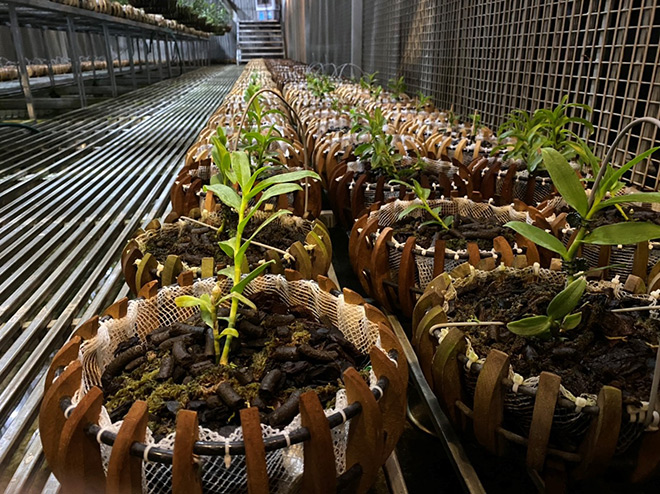 Vườn lan Tuấn Linh, với nhiều giống lan đột biến quý hiếm.