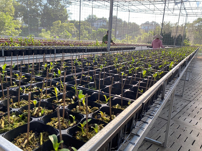 Vườn lan Nguyễn Hữu Tuấn - Nơi giao lưu của nhiều dân chơi lan - 3