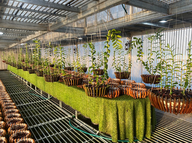 Vườn lan Nguyễn Hữu Tuấn - Nơi giao lưu của nhiều dân chơi lan - 4