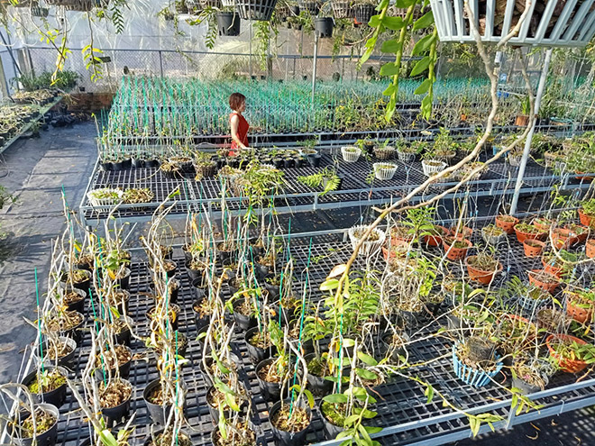 Bà chủ Vườn lan Thu Thanh: Từ vùng quê nghèo đến vườn lan 5.000 chậu - 4