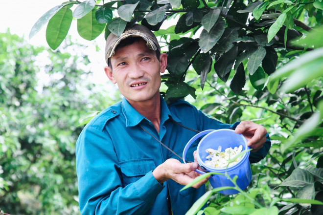 Trước đây bưởi được thụ phấn tự nhiên nhờ côn trùng như ong, bướm… Tuy nhiên, việc thụ phấn này không giúp cây bưởi có khả năng đậu quả ổn định, lúc nhiều, lúc ít.