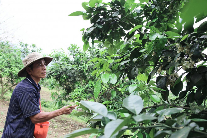 Người dân bắt đầu thụ phấn cho bưởi từ sáng sớm.