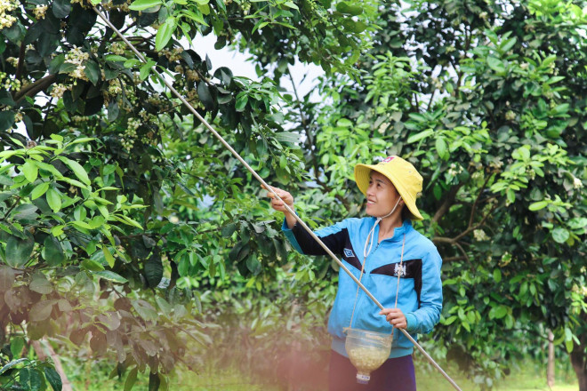 Theo người dân, việc thụ phấn bưởi vào buổi sáng sẽ có tỉ lệ đậu quả cao hơn do hoa vừa nở, đang tươi và trời mát.