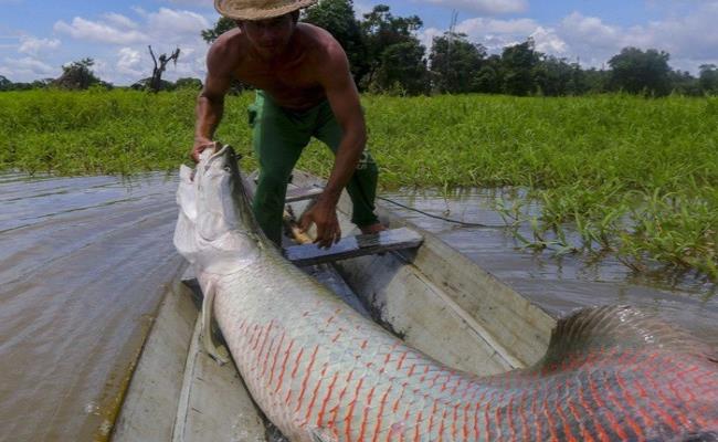 Viện Nghiên cứu Nuôi trồng Thủy sản 2 từng chào giá con cá hải tượng 19 năm tuổi, nặng khoảng 600kg, dài hơn 4 mét với giá 3 tỷ đồng.
