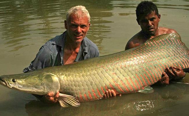Loài cá này có nguồn gốc tại Nam Mỹ, nó từng một thời là nỗi ám ảnh của những người đi thám hiểm tới những vùng nước ngọt hẻo lánh hay rừng ngập nước ở thượng nguồn sông Amazon.
