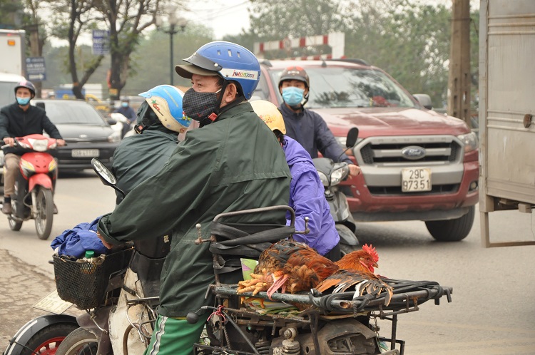 Gà đồi Chí Linh giá chỉ 55.000 đồng/kg, hàng trăm người Hà Nội xếp hàng mua giải cứu - 12