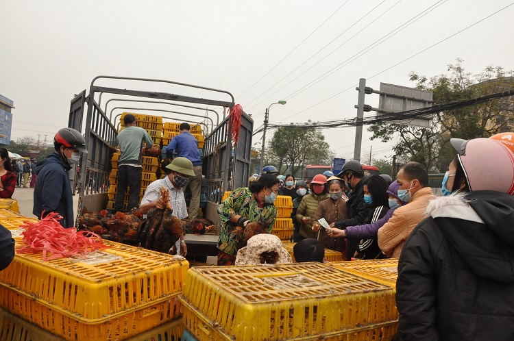 Gà đồi Chí Linh giá chỉ 55.000 đồng/kg, hàng trăm người Hà Nội xếp hàng mua giải cứu - 4