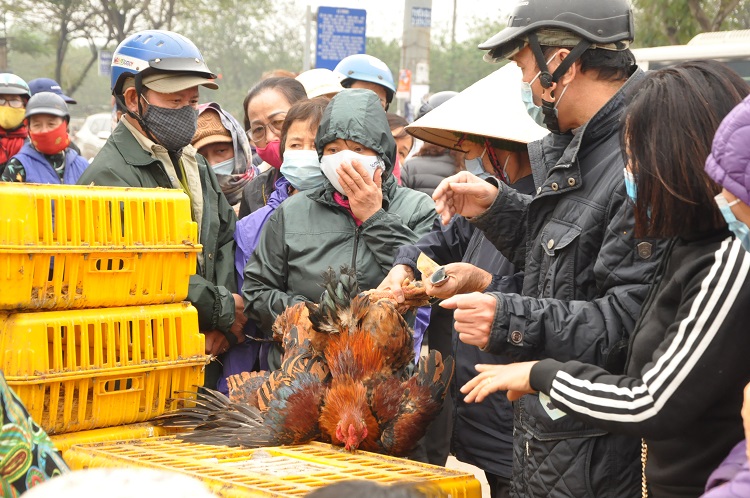 Gà đồi Chí Linh giá chỉ 55.000 đồng/kg, hàng trăm người Hà Nội xếp hàng mua giải cứu - 6