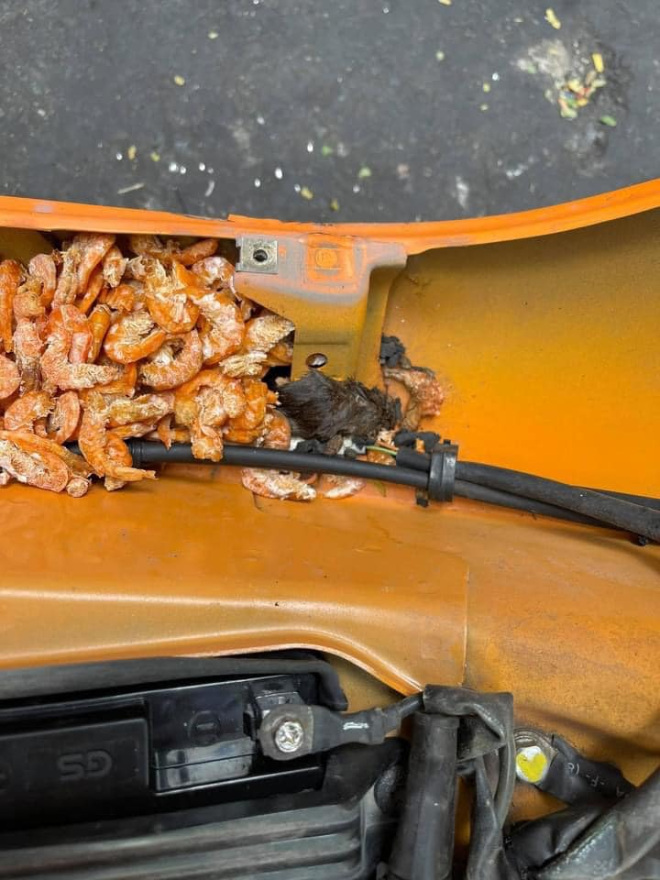 SỐC: Chuột tha cả cân tôm khô, tích trữ trong xe máy - 3