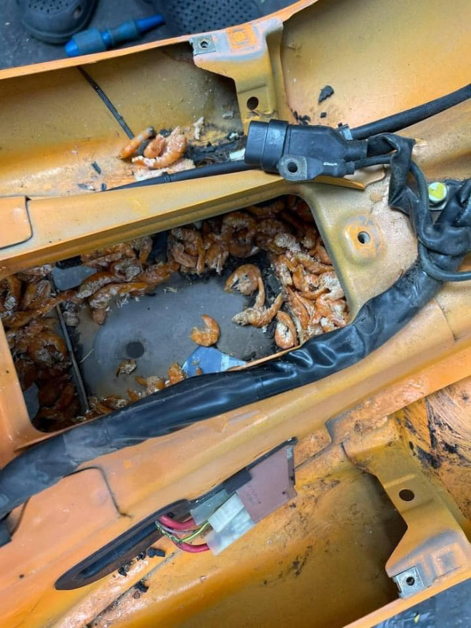 SỐC: Chuột tha cả cân tôm khô, tích trữ trong xe máy - 2