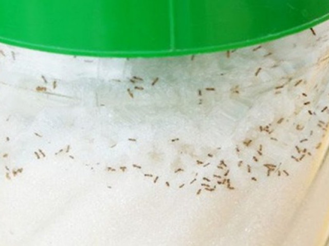 Ẩm thực - "Điên tiết" vì kiến bâu đầy lọ đường, hãy dùng ngay 4 cách cực hay này để đuổi chúng đi