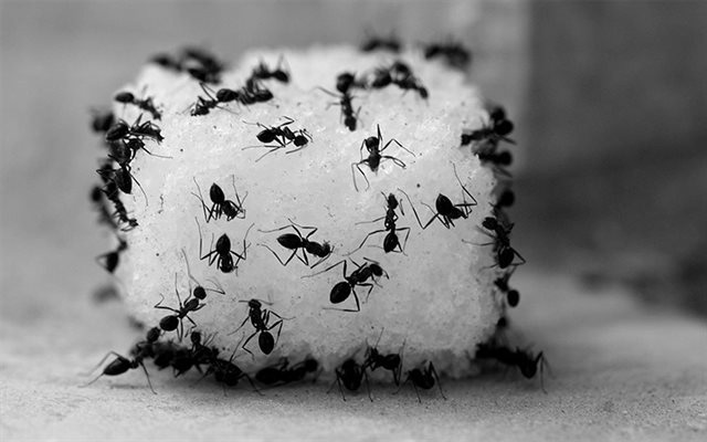 "Điên tiết" vì kiến bâu đầy lọ đường, hãy dùng ngay 4 cách cực hay này để đuổi chúng đi - 3