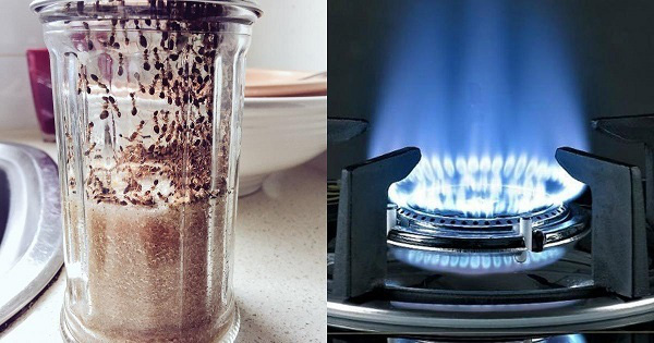 "Điên tiết" vì kiến bâu đầy lọ đường, hãy dùng ngay 4 cách cực hay này để đuổi chúng đi - 4