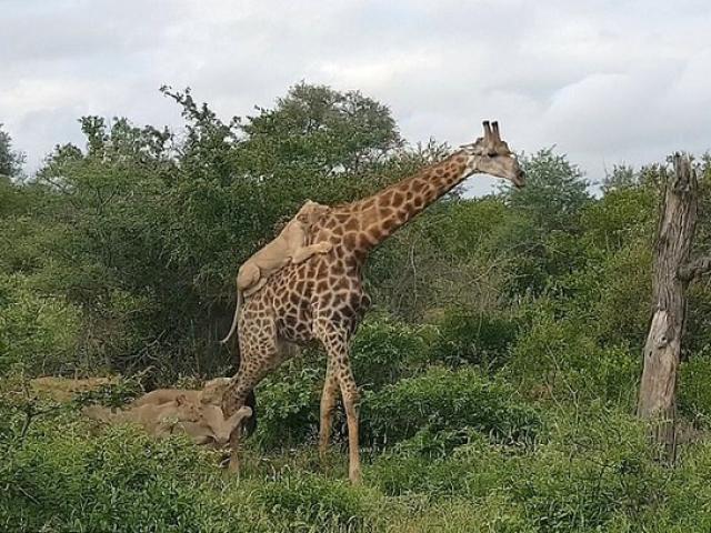 Media - Bị đàn sư tử bao vây cắn xé, hươu cao cổ tung cước phản đòn thoát chết ngoạn mục