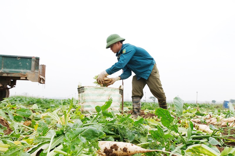 Củ cải tại huyện Mê Linh, Hà Nội không có khách hàng mua nên người dân đành phải nhổ bỏ, vứt la liệt đầy đồng. Ảnh: QUỲNH DUNG