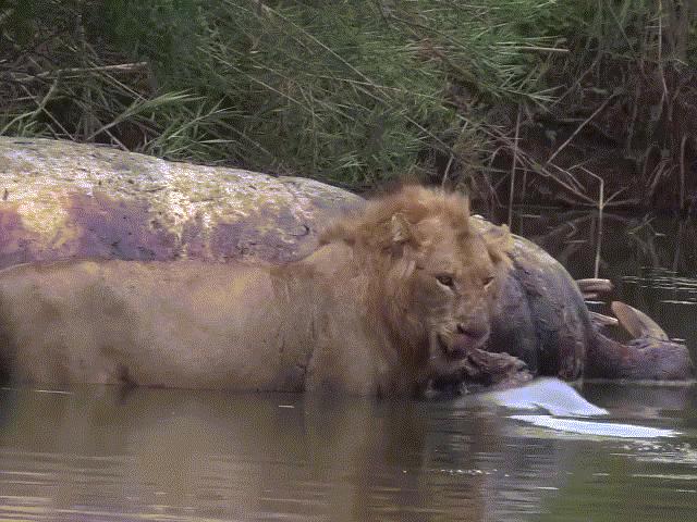 Phi thường - kỳ quặc - Video: Đang thưởng thức mồi ngon, sư tử "chạy mất dép" vì lý do gì?