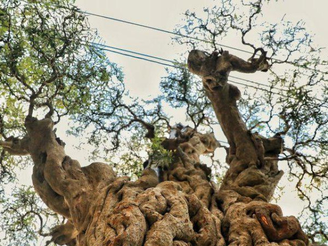 Thị trường - Tiêu dùng - Độc lạ cây me "khổng lồ" 300 tuổi được "hét" giá 2 tỷ đồng