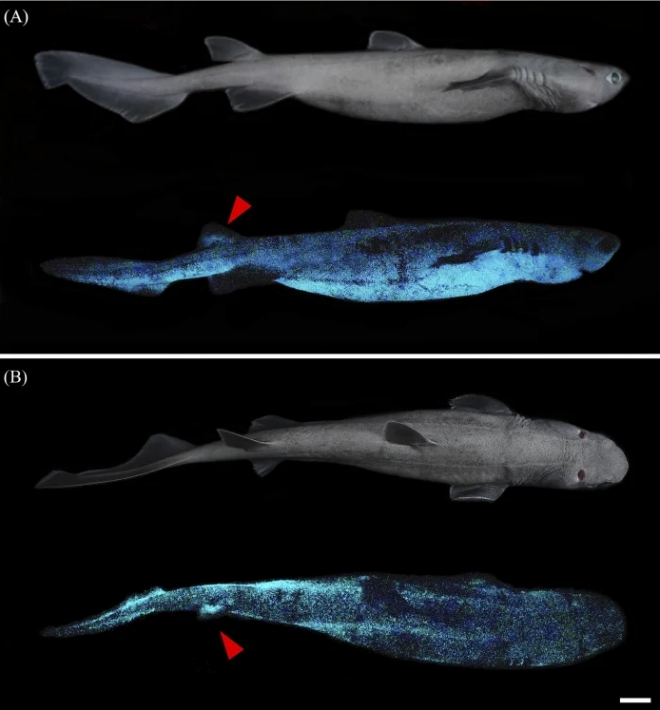 Cá mập vây diều khi không phát sáng và khi phát ra ánh sáng xanh ma quái - Ảnh: Jérôme Mallefet